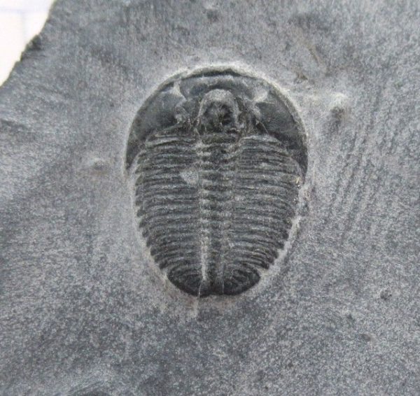 General Cambrian Age Elrathia Trilobite Fossils From Madagascar For Sale From Utah #108a