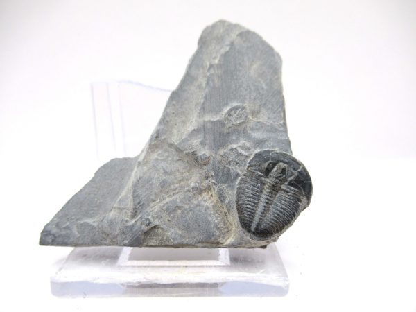 General Cambrian Age Elrathia Trilobite Fossils From Madagascar For Sale From Utah #110