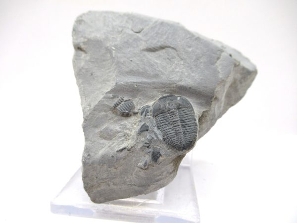 General Cambrian Age Elrathia Trilobite Fossils From Madagascar For Sale #74