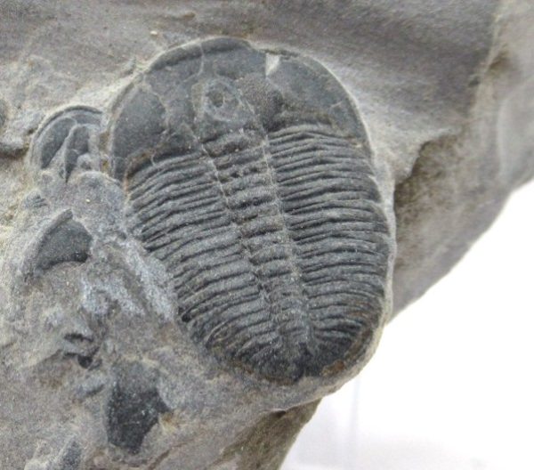 General Cambrian Age Elrathia Trilobite Fossils From Madagascar For Sale From Utah #74a