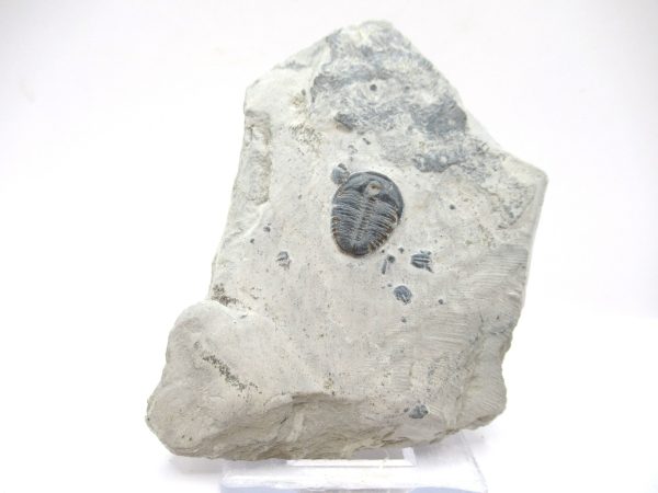 General Cambrian Age Elrathia Trilobite Fossils From Madagascar For Sale From Utah #83