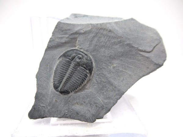 General Cambrian Age Elrathia Trilobite Fossils From Madagascar For Sale From Utah #87