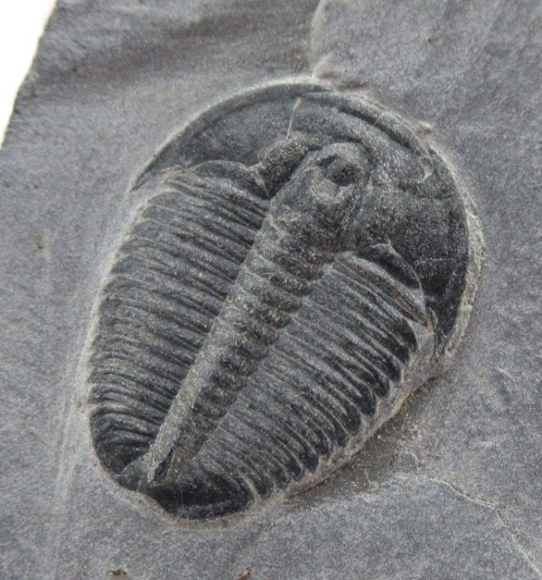 General Cambrian Age Elrathia Trilobite Fossils From Madagascar For Sale From Utah #87a