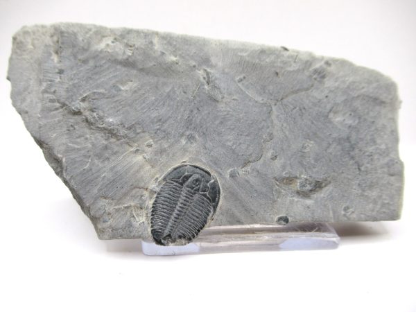 General Cambrian Age Elrathia Trilobite Fossils From Madagascar For Sale From Utah #89