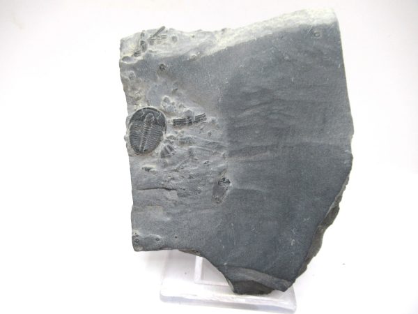 General Cambrian Age Elrathia Trilobite Fossils From Madagascar For Sale From Utah #91