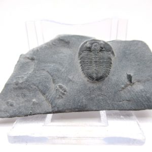 General Cambrian Age Elrathia Trilobite Fossils From Madagascar For Sale From Utah #93