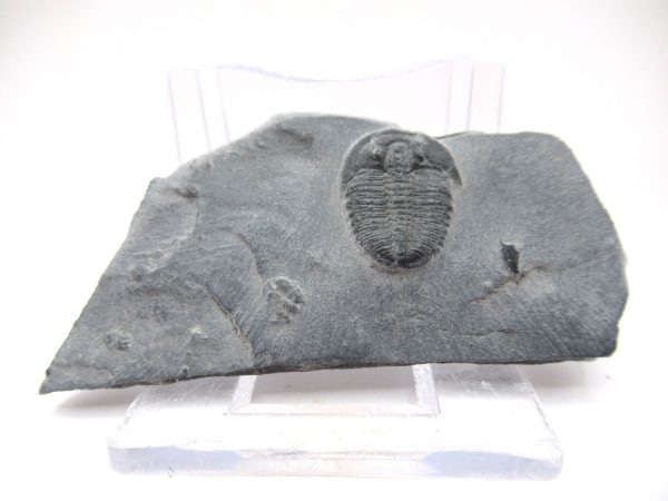 General Cambrian Age Elrathia Trilobite Fossils From Madagascar For Sale From Utah #93