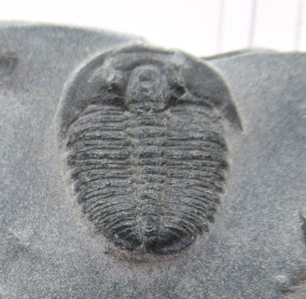 General Cambrian Age Elrathia Trilobite Fossils From Madagascar For Sale From Utah #93a