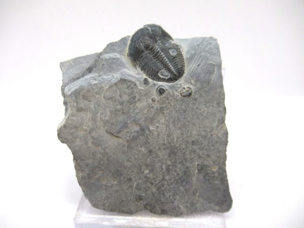 General Cambrian Age Elrathia Trilobite Fossils From Madagascar For Sale From Utah #95