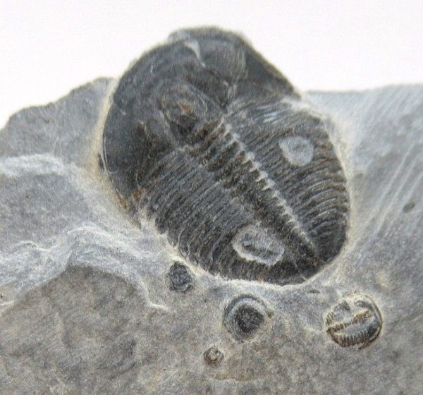 General Cambrian Age Elrathia Trilobite Fossils From Madagascar For Sale From Utah #95a