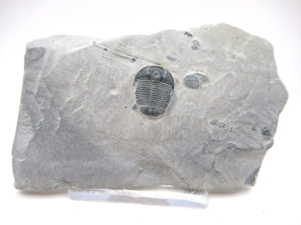 General Cambrian Age Elrathia Trilobite Fossils From Madagascar For Sale From Utah #96