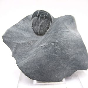 General Cambrian Age Elrathia Trilobite Fossils From Madagascar For Sale From Utah #97