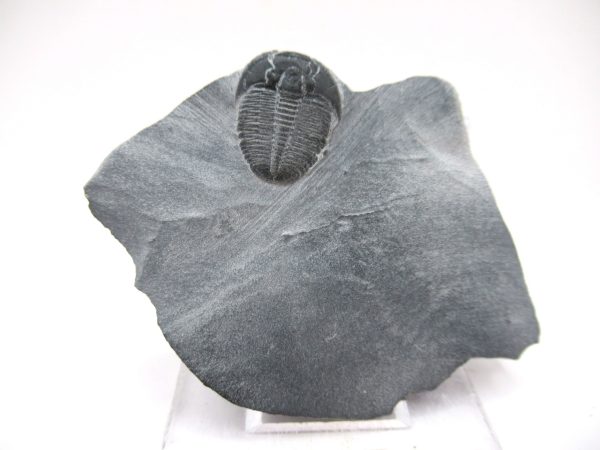 General Cambrian Age Elrathia Trilobite Fossils From Madagascar For Sale From Utah #97