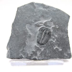 General Cambrian Age Elrathia Trilobite Fossils From Madagascar For Sale From Utah #98