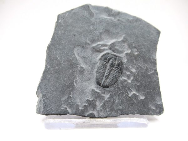 General Cambrian Age Elrathia Trilobite Fossils From Madagascar For Sale From Utah #98