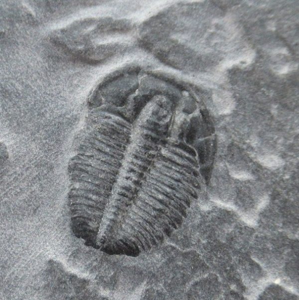 General Cambrian Age Elrathia Trilobite Fossils From Madagascar For Sale From Utah #98a