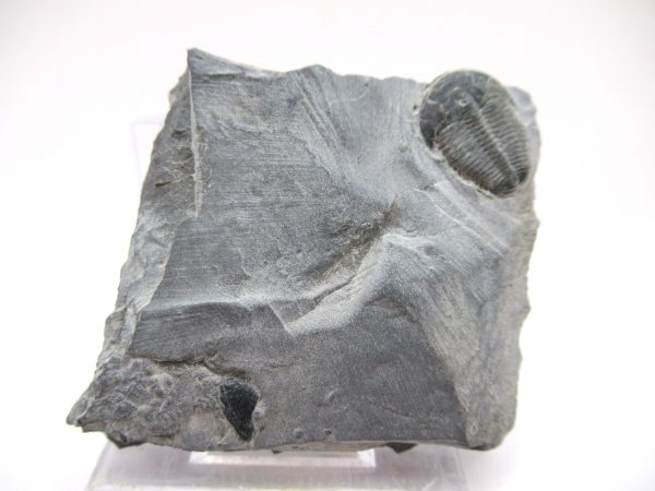 General Cambrian Age Elrathia Trilobite Fossils From Madagascar For Sale From Utah #99