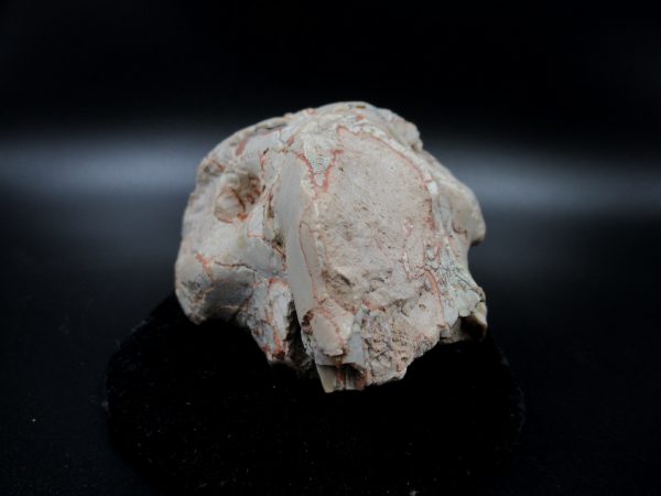 Genuine Oligocene Age Oreodont Skull Fossil for Sale from Wyoming #19a