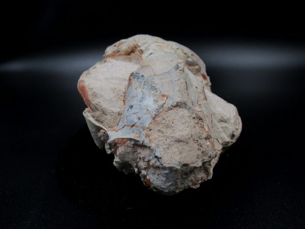 Genuine Oligocene Age Oreodont Skull Fossil for Sale from Wyoming #19c