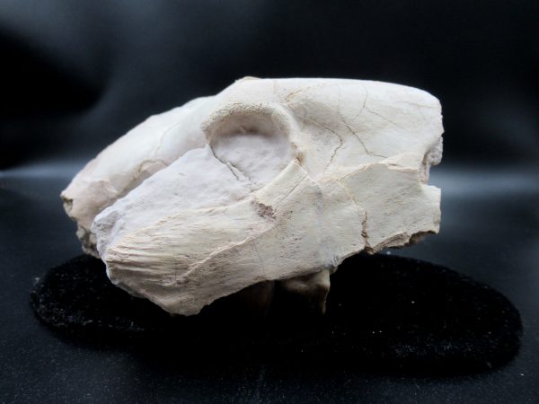 Genuine Oligocene Age Oreodont Skull Fossil for Sale from Wyoming #21