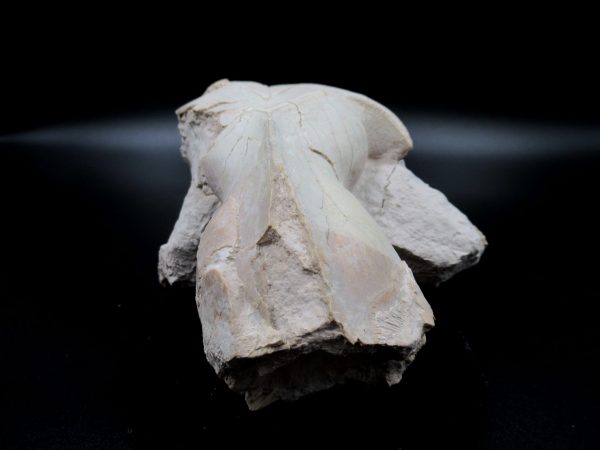 Genuine Oligocene Age Oreodont Skull Fossil for Sale from Wyoming #21c