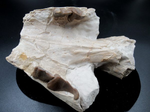 Genuine Oligocene Age Oreodont Skull Fossil for Sale from Wyoming #21d