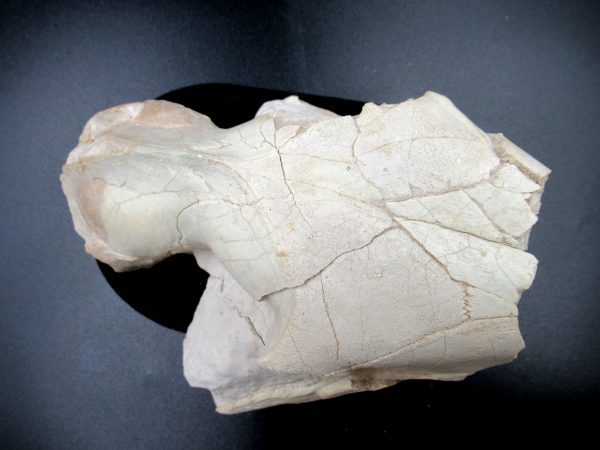 Genuine Oligocene Age Oreodont Skull Fossil for Sale from Wyoming #21e