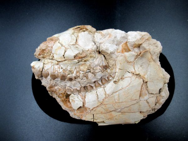 Genuine Oligocene Age Oreodont Skull Fossil for Sale from Wyoming #22