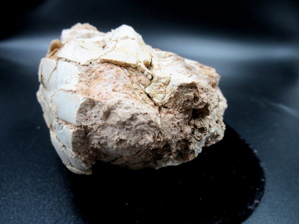 Genuine Oligocene Age Oreodont Skull Fossil for Sale from Wyoming #22a