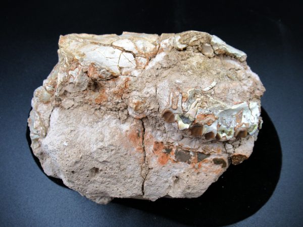 Genuine Oligocene Age Oreodont Skull Fossil for Sale from Wyoming #22b