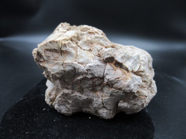 Genuine Oligocene Age Oreodont Skull Fossil for Sale from Wyoming #22c