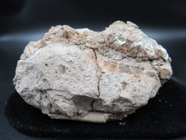 Genuine Oligocene Age Oreodont Skull Fossil for Sale from Wyoming #22d