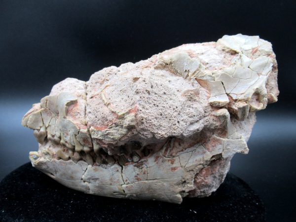 Genuine Oligocene Age Oreodont Skull Fossil for Sale from Wyoming #23