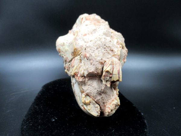 Genuine Oligocene Age Oreodont Skull Fossil for Sale from Wyoming #23a