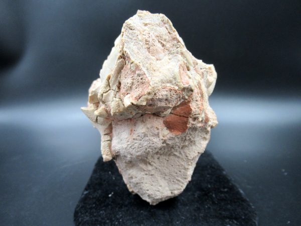 Genuine Oligocene Age Oreodont Skull Fossil for Sale from Wyoming #23c