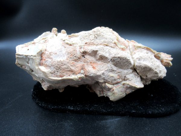 Genuine Oligocene Age Oreodont Skull Fossil for Sale from Wyoming #23d