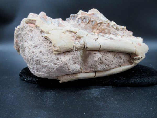 Genuine Oligocene Age Oreodont Skull Fossil for Sale from Wyoming #23e