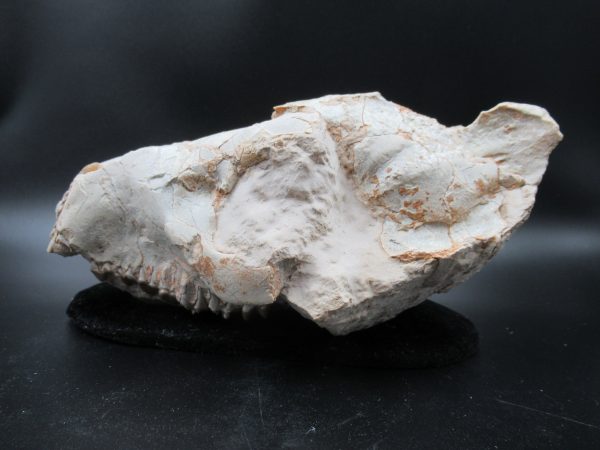 Genuine Oligocene Age Oreodont Skull Fossil for Sale from Wyoming #24