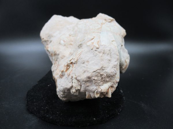 Genuine Oligocene Age Oreodont Skull Fossil for Sale from Wyoming #24a