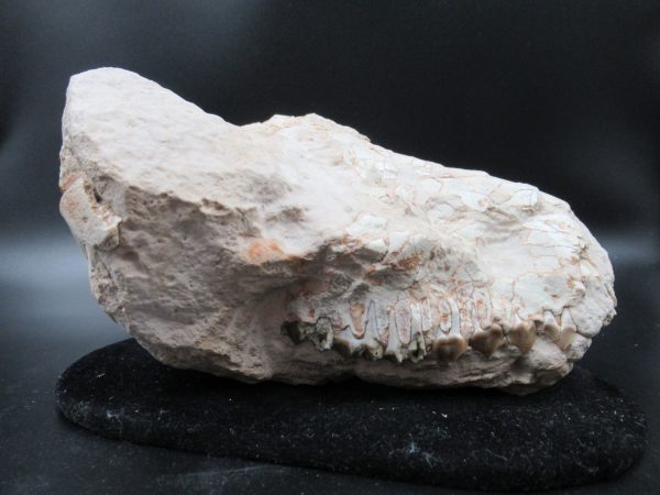 Genuine Oligocene Age Oreodont Skull Fossil for Sale from Wyoming #24b