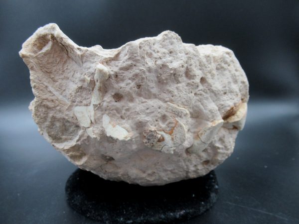 Genuine Oligocene Age Oreodont Skull Fossil for Sale from Wyoming #24c