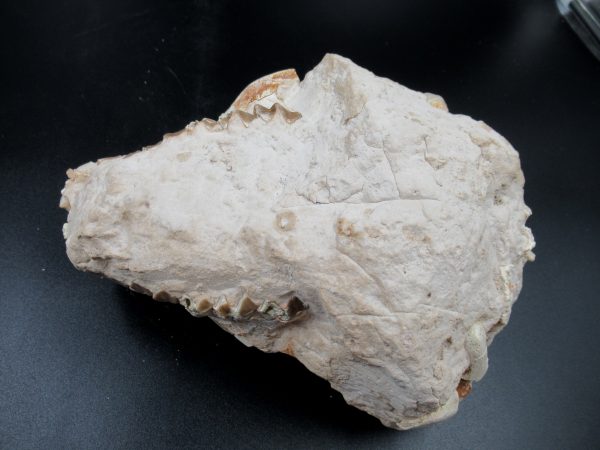 Genuine Oligocene Age Oreodont Skull Fossil for Sale from Wyoming #24e