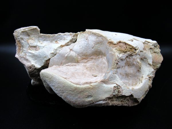 Genuine Oligocene Age Oreodont Skull Fossil for Sale from Wyoming #27