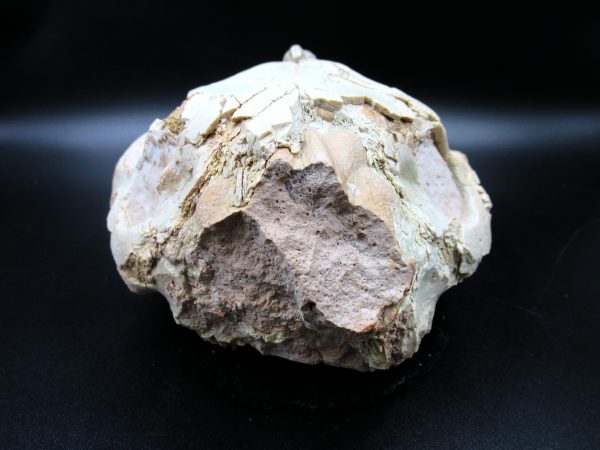 Genuine Oligocene Age Oreodont Skull Fossil for Sale from Wyoming #27a