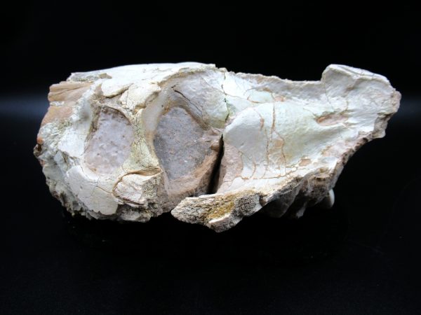 Genuine Oligocene Age Oreodont Skull Fossil for Sale from Wyoming #27b