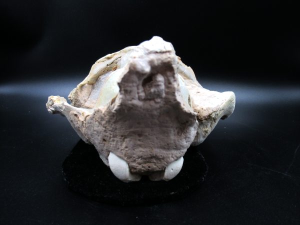 Genuine Oligocene Age Oreodont Skull Fossil for Sale from Wyoming #27c