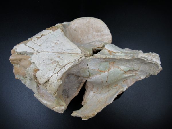 Genuine Oligocene Age Oreodont Skull Fossil for Sale from Wyoming #27d