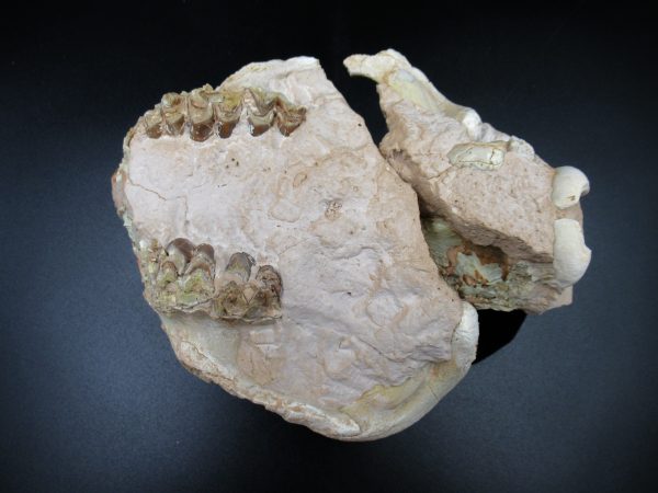 Genuine Oligocene Age Oreodont Skull Fossil for Sale from Wyoming #27e