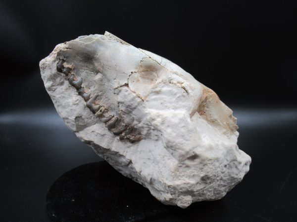 Genuine Oligocene Age Oreodont Skull Fossil for Sale from Wyoming #28