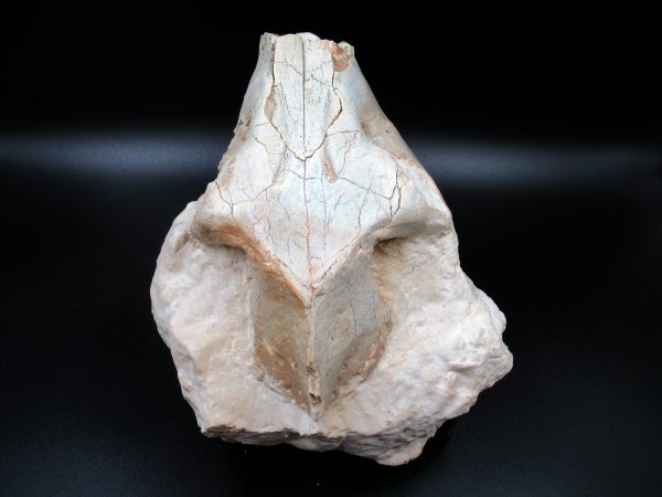 Genuine Oligocene Age Oreodont Skull Fossil for Sale from Wyoming #28a